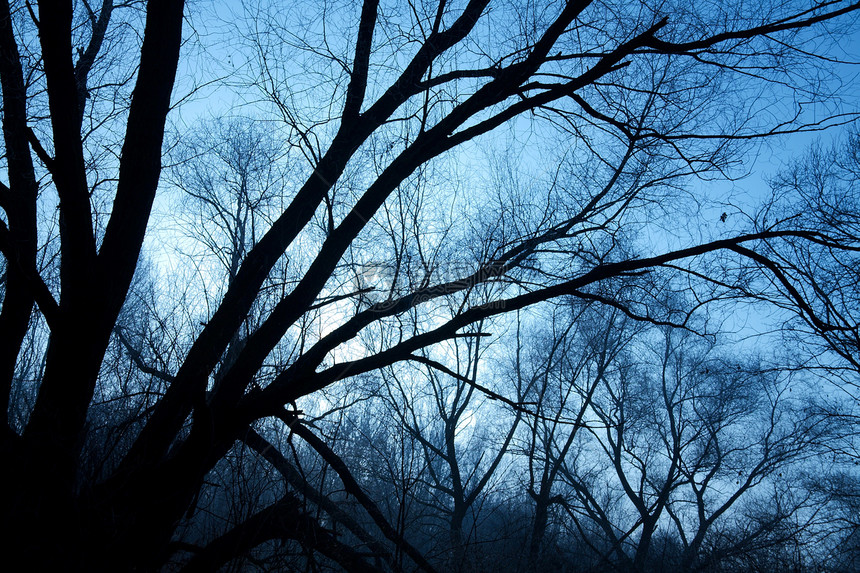 巴林森林树叶蓝色木头植被天空树木桦木公园图片