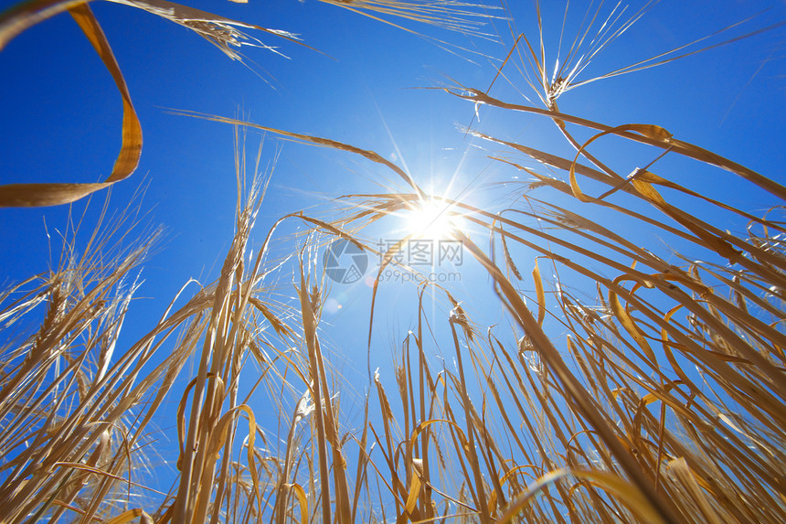 和太阳培育收成玉米场景植物草地蓝色稻草农村生产图片