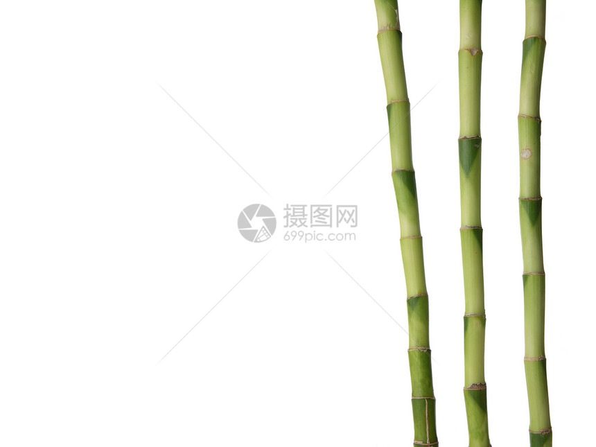 白竹子热带植物群生活生态禅意运气竹子生长丛林植物图片