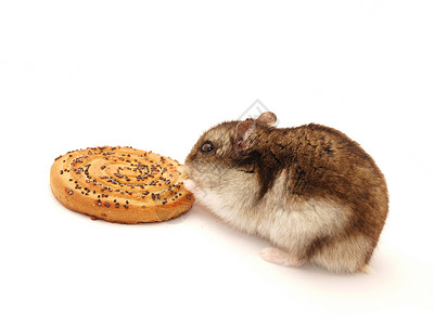 仓鼠在吃饼干白色背景的仓鼠和饼干背景