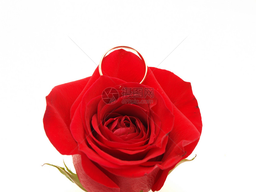 以玫瑰和戒指为婚礼概念珠宝婚姻订婚宝石新娘金子花瓣蜜月女性花束图片