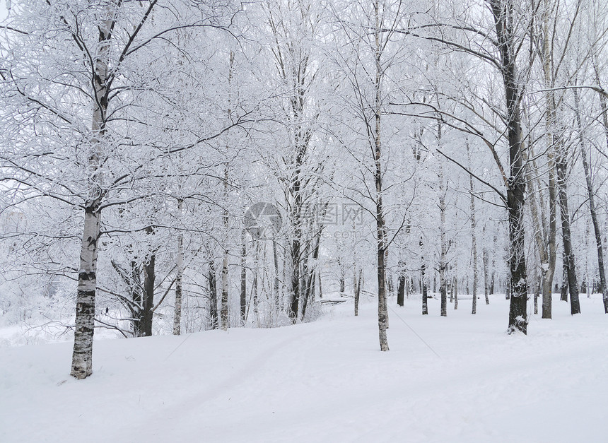 冬季风景植物群阳光太阳房子森林照明气候降雪季节美丽图片