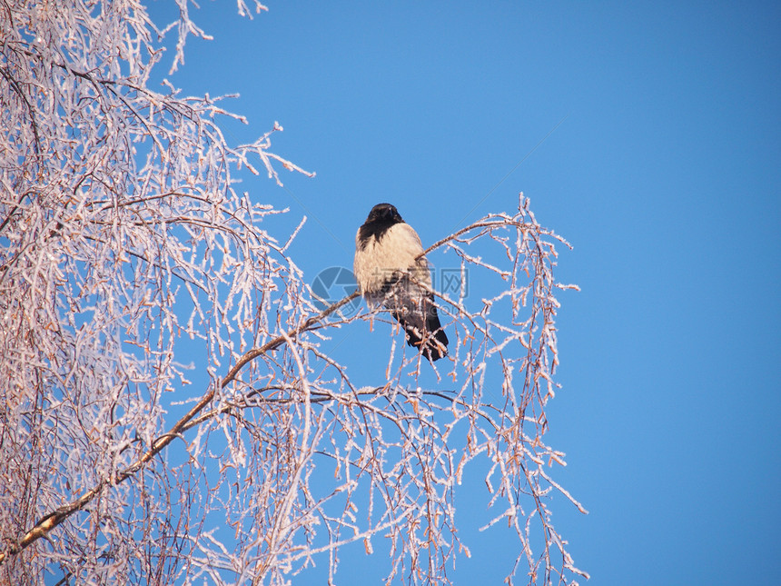 冬天在树枝上的乌鸦 日落树木野生动物灰色沉思天空荒野场景季节羽毛地形图片