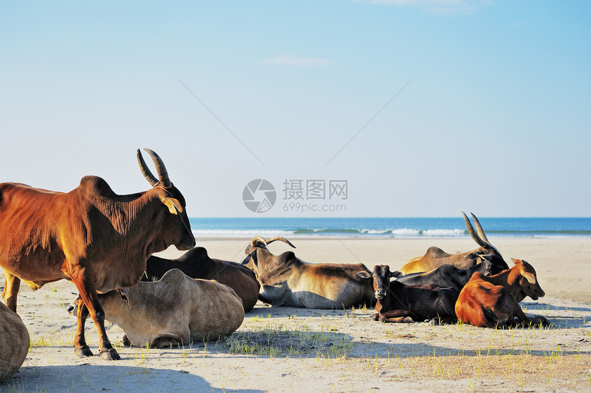 水牛海滩农业乡村家畜哺乳动物喇叭场景棕色动物群奶牛图片