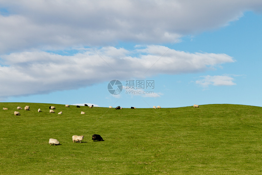 草山上牧羊图片