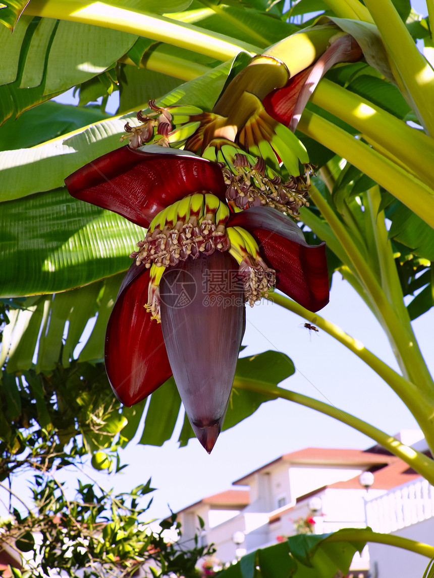 香蕉棕榈植物树叶热带青菜水果图片