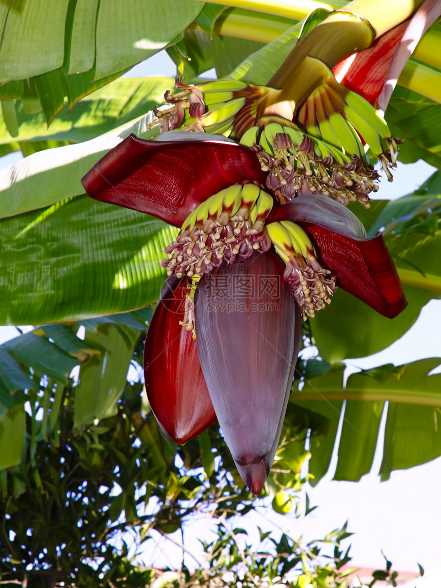 香蕉棕榈青菜植物水果热带树叶图片