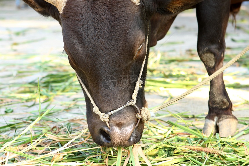 食草牛牛草地黑色牛角农场绿色奶牛野生动物图片