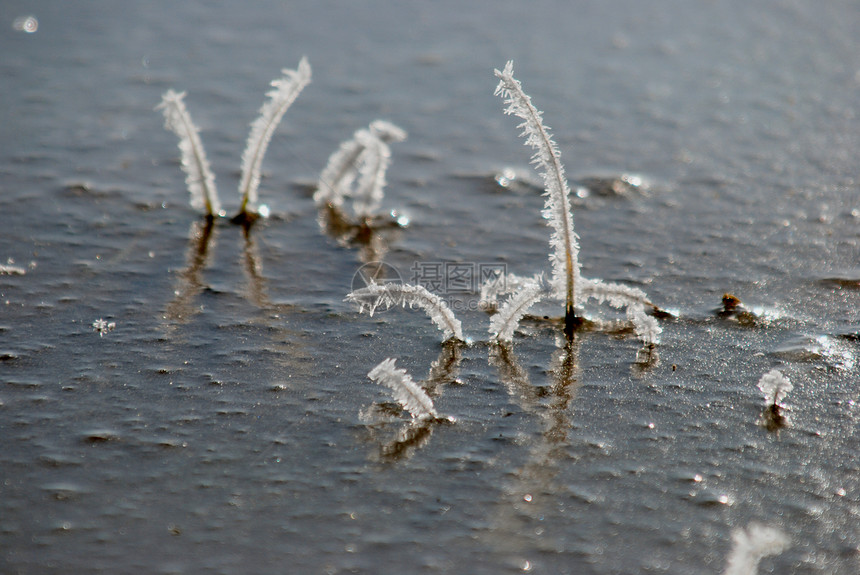 水冰冰植物雪花天鹅绒池塘团队照片植被雾凇图片