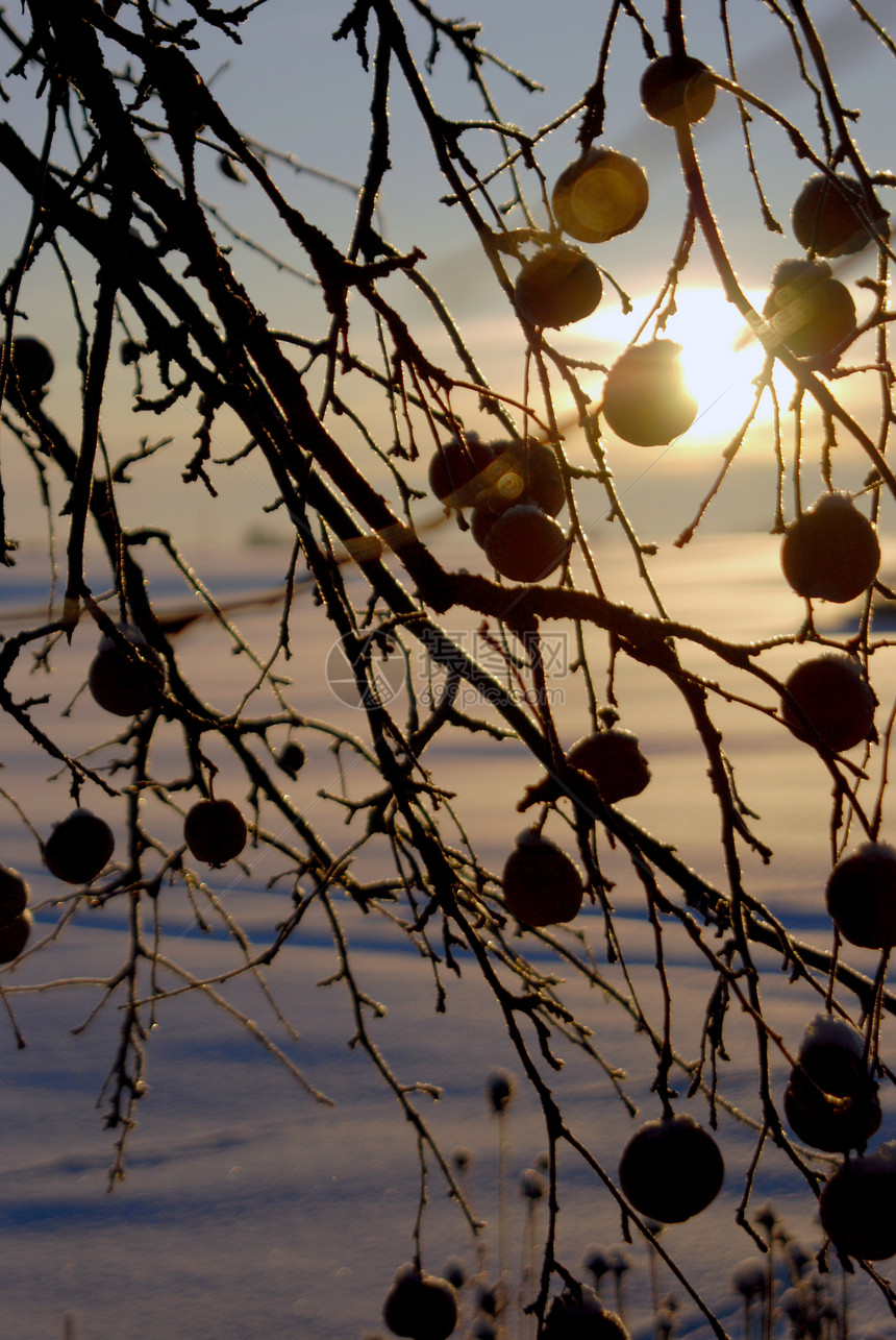 苹果树季节花园草地日落植物寒意院子孤独冷藏冻结图片