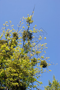 工料厂叶子专辑寄生虫分支机构天堂植物绿色强迫症天空树叶背景