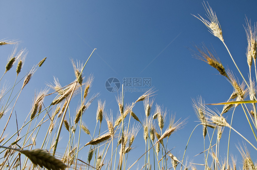 小麦耳收成阳光植物场地收获玉米种子季节谷物晴天图片