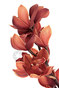 粉红色兰花情调白色宏观植物群脆弱性植物花瓣异国发芽植物学背景图片