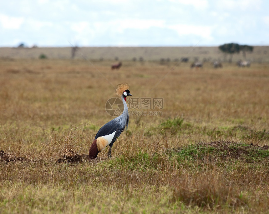 Masai Mara号上的灰冠鹤图片