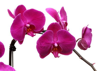 植物 花朵 蝴蝶是蓝色的兰花紫红色粉色背景图片