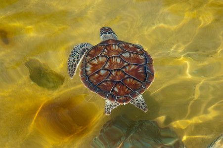 海龟游泳地区动物乌龟爬虫农场脚蹼鳄鱼背景图片