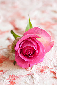 粉红玫瑰粉色花朵植物群花瓣背景图片