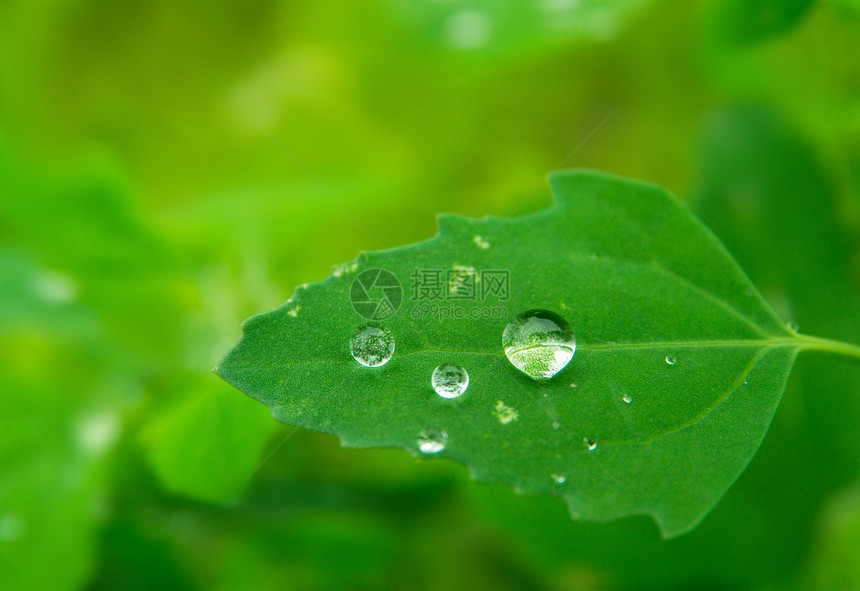 上午 露珠树叶衬套生活宏观植物雨滴森林反射绿色植物飞沫图片