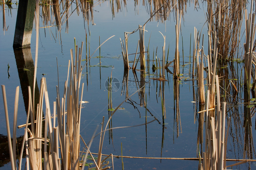 沼滩芦苇稻草旅行冒险荒野农村国家沼泽地风险风景图片