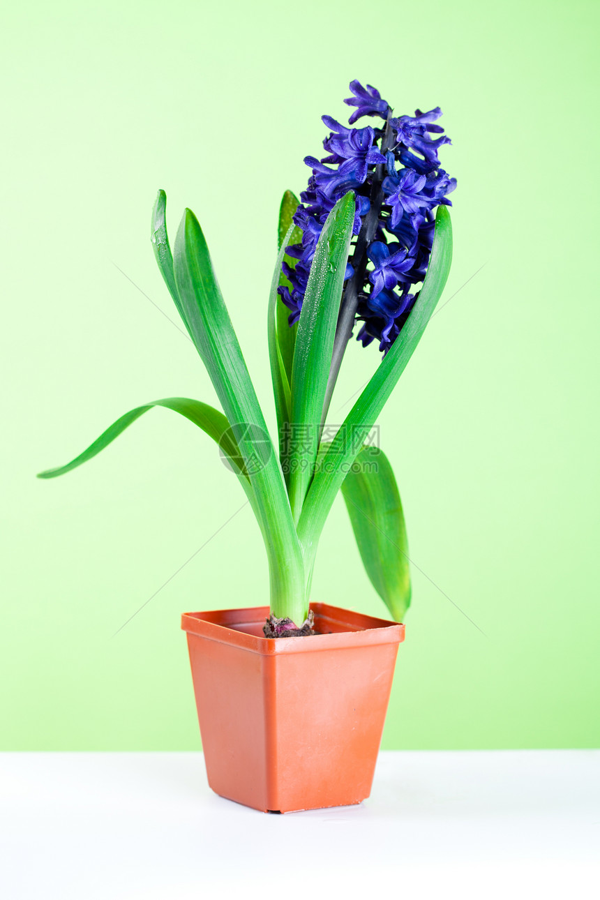 锅中花朵活力绿色植物礼物紫色植物学季节花园白色蓝色图片