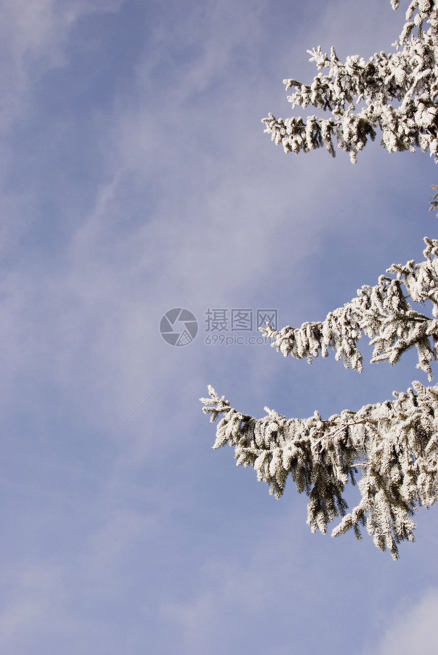 带雪和套圈的fir 树枝图片