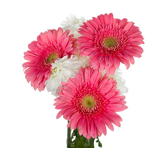 配有热贝拉和菊花的花束花瓣工作室粉色植物学白色翠菊背景图片