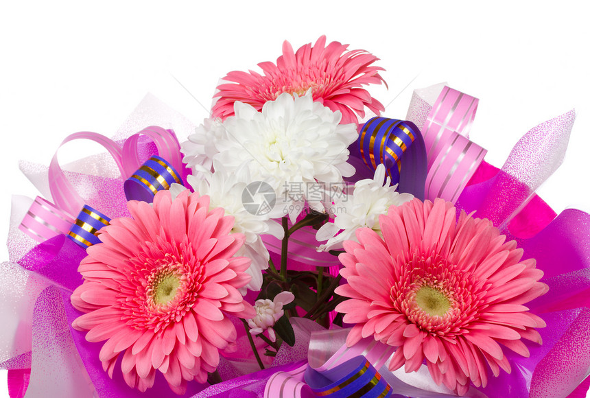 配有热贝拉和菊花的花束植物学花瓣工作室翠菊白色丝带粉色图片