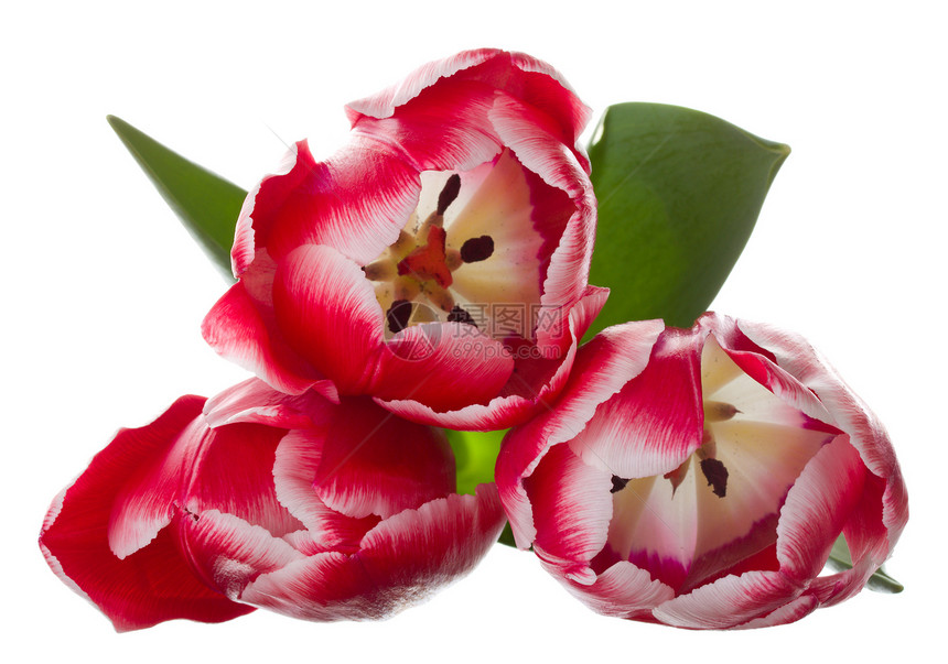 上面三个红色白色的郁金香花束图片