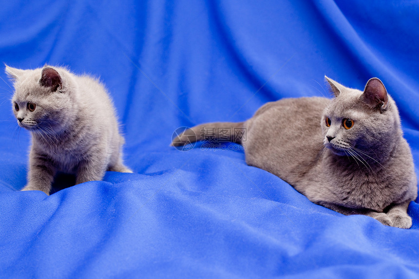 英国猫宠物蓝色姿势猫科灰色毛皮头发小猫食肉猫咪图片