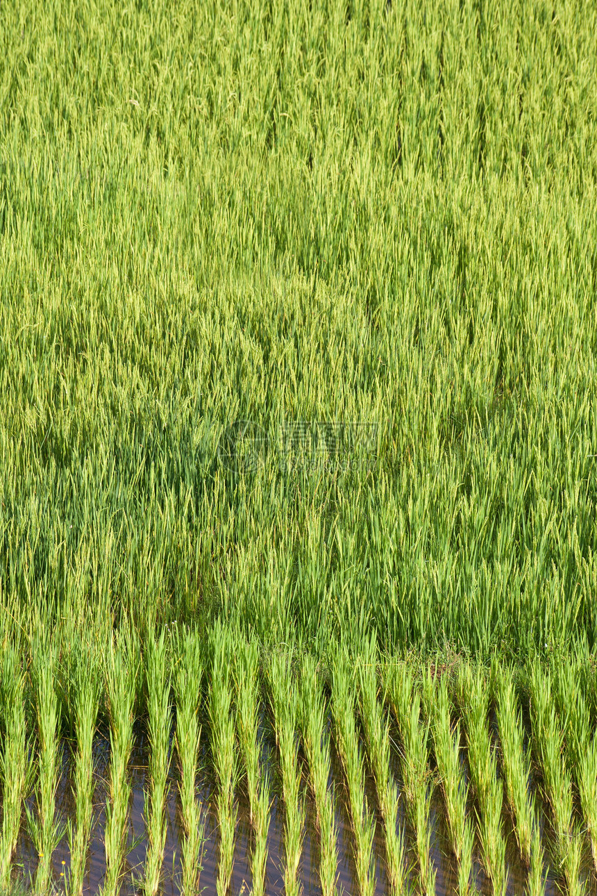 稻田字段绿色农场粮食植物风景种植园乡村食物文化生长图片