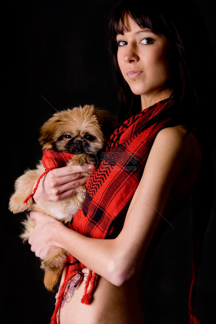 时装小狗北京人披肩纯种狗黑色犬类黑发背景血统宠物女士图片