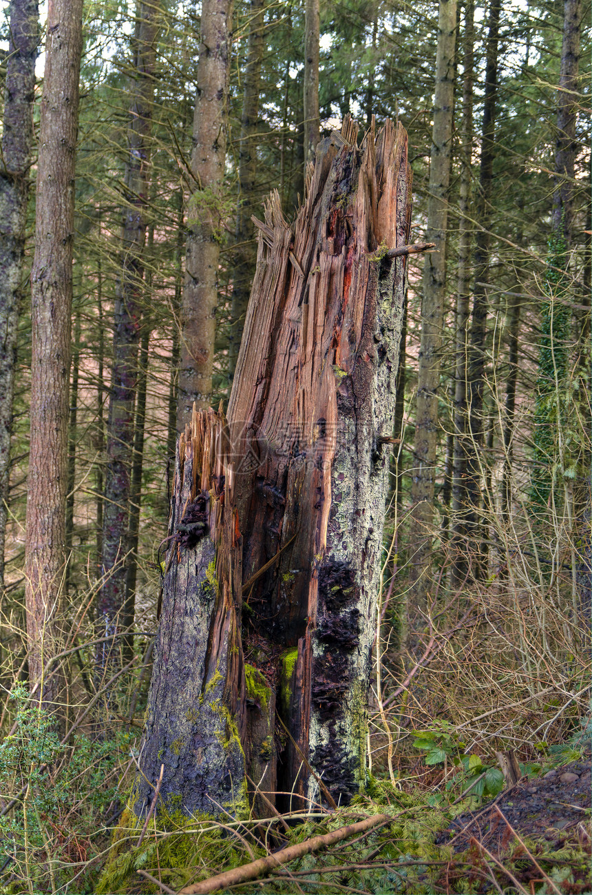 旧树堆苔藓木头腐烂森林枝条图片