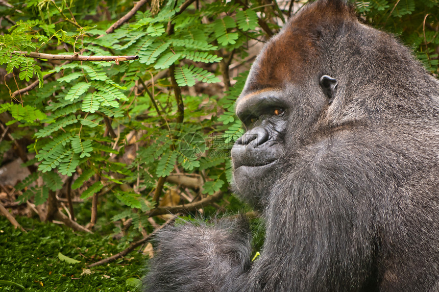 低地大猩猩哺乳动物动物园力量灵长类丛林动物银背图片