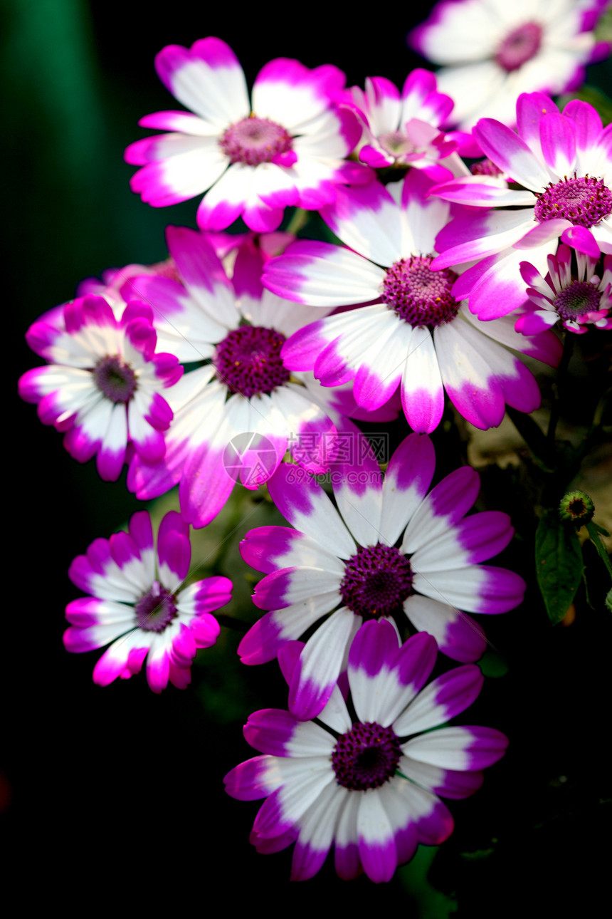 植物花草南非菊花紫色花瓣花园群组鲜花背景绿色太阳草地餐厅图片