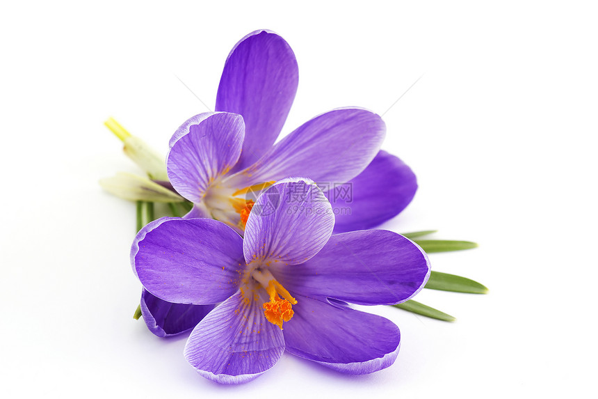 Ccrocus  春天的花朵季节性花园气候女性化地面香味蓝色季节亮度紫色图片