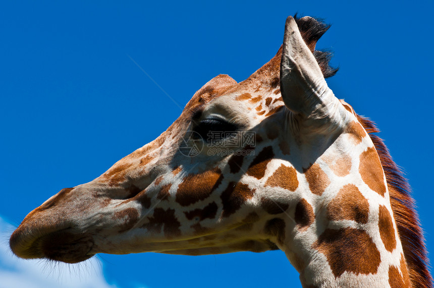 长颈野生动物脖子环境棕色荒野食草鼻子耳朵动物喇叭图片