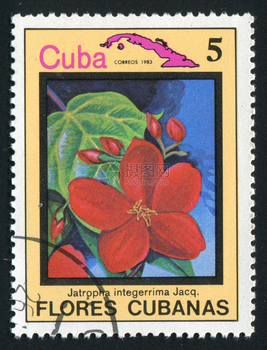 邮票植物学邮戳植物群生物学邮资邮件邮局卡片收集花瓣图片