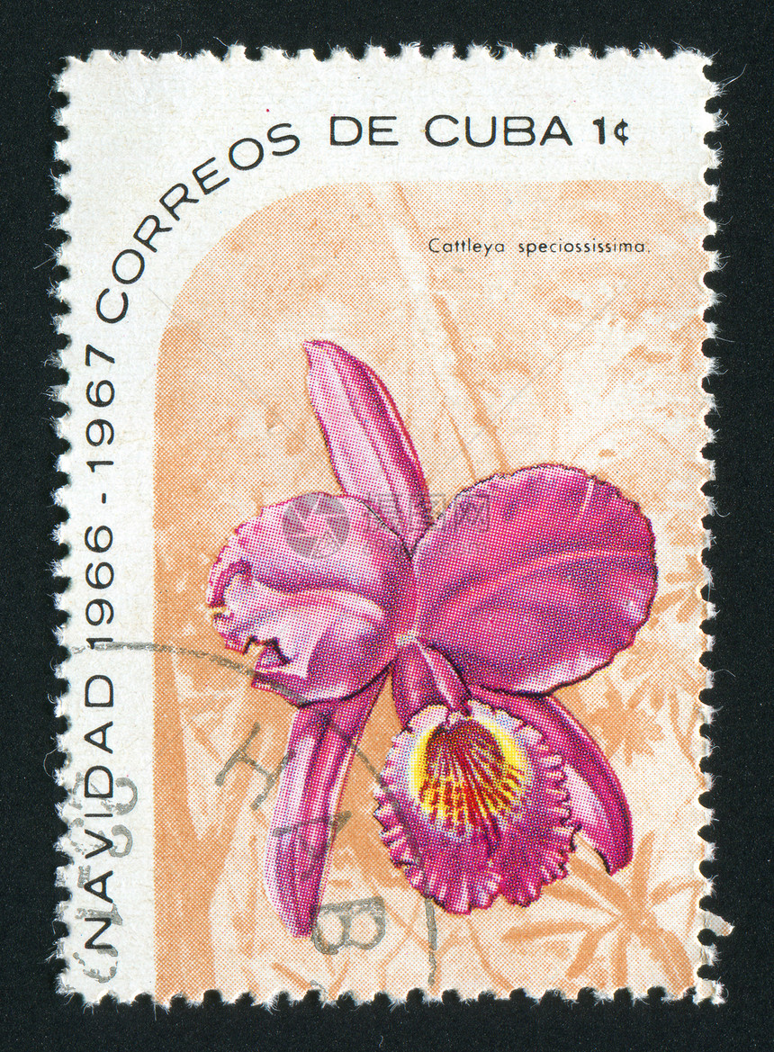 邮票信封花瓣邮件卡片收集邮资热带花蕾爱好植物群图片