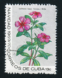 邮票卡片信封集邮邮政生物学热带爱好植物学收集地址背景图片
