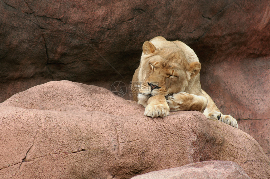 睡美人晶须眼睛睡眠动物园母狮爪子女性岩石水平图片
