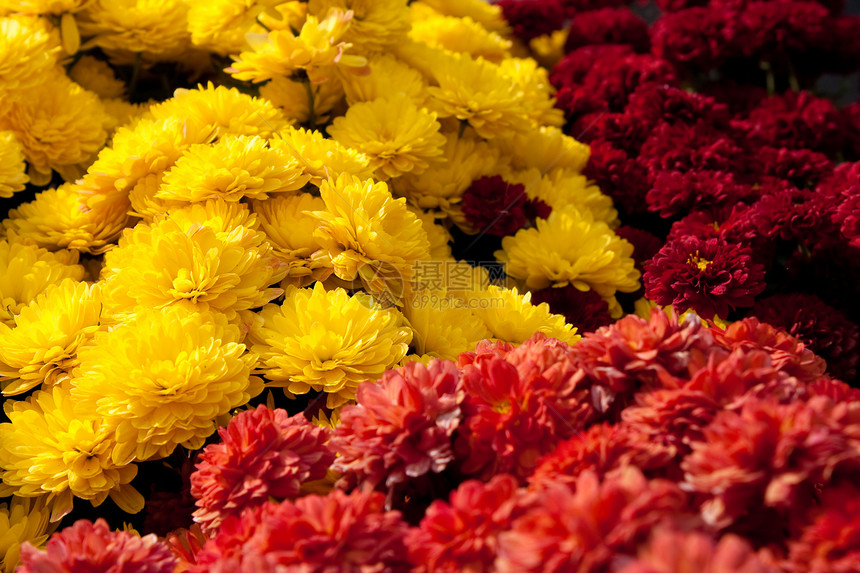 色彩多彩的菊花花花朵花园红色宏观植物植物学季节性花瓣妈妈季节图片
