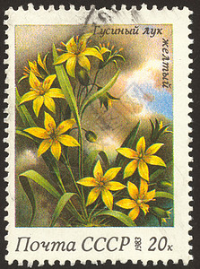 邮票卡片信封邮戳植物邮政邮局集邮植物群地址邮资背景图片