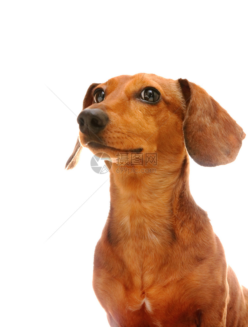 dachshund 混凝土婴儿宠物红色头发棕色犬类底毛小狗哺乳动物白色图片
