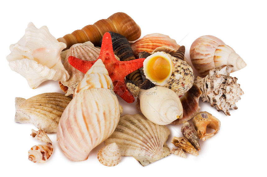 贝壳生活团体海螺动物气候螺旋旅行假期海星扇贝图片