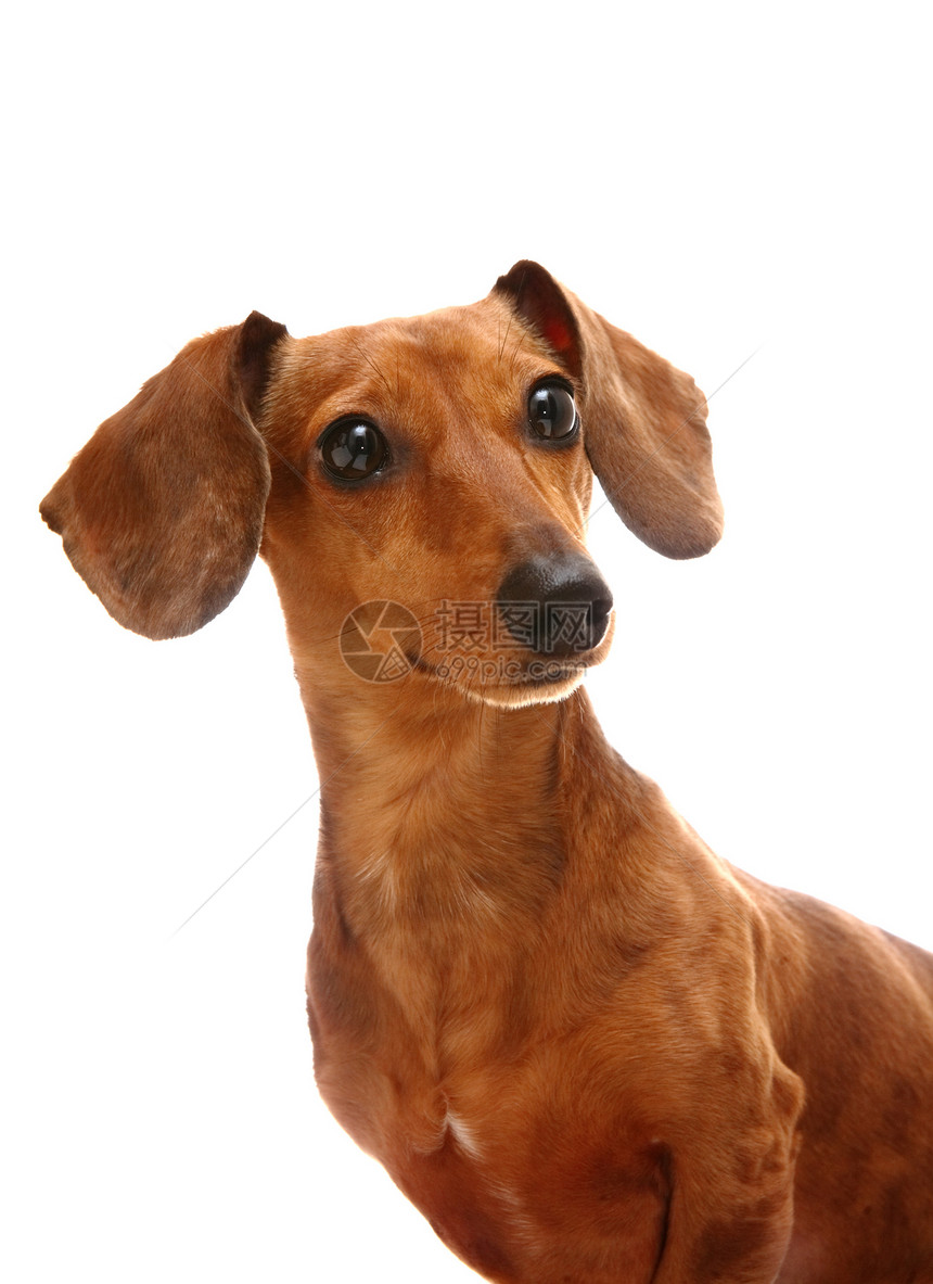 dachshund 混凝土哺乳动物底毛棕色婴儿朋友毛皮白色犬类宠物小狗图片