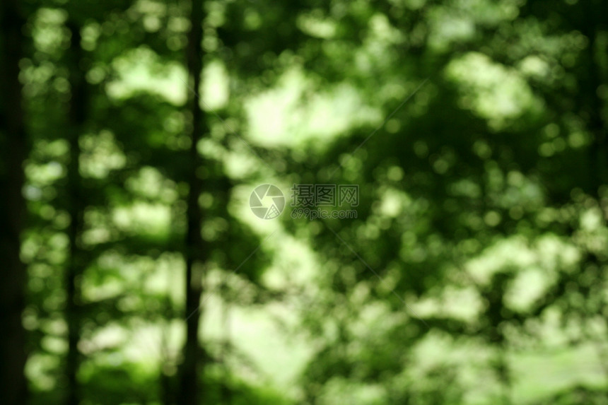 森林的无重点森林图片