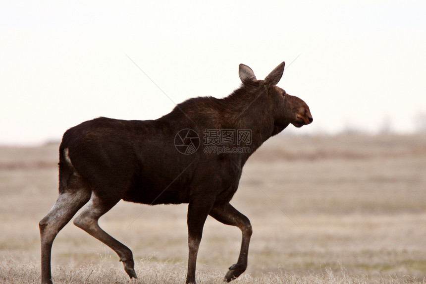 萨斯喀彻温地区Moose奶牛栖息地照片动物常年动物群茬地居民水平场地图片