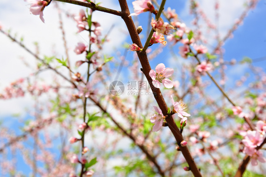 樱花花环境花园卡片天空花瓣生长植物公园场地季节图片