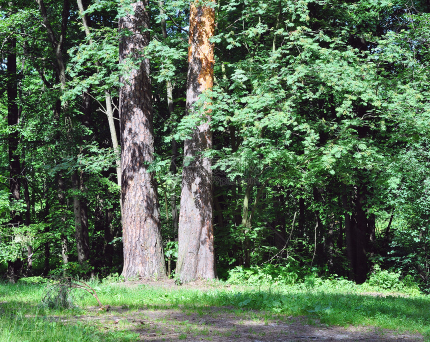 松木美化衬套空气树干场地松树照片森林摄影植物图片