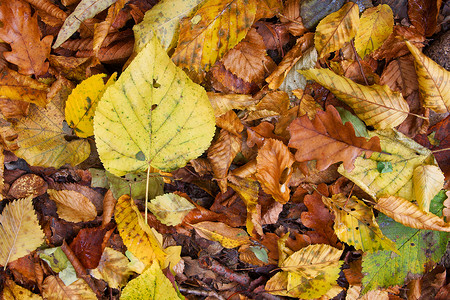 秋天地面休假假期森林生活季节性植物环境橙子地面树叶叶子活力背景